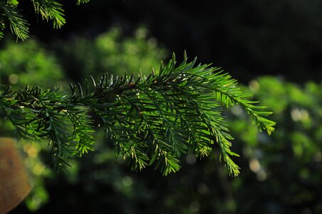 Pine branch tree tree picture
