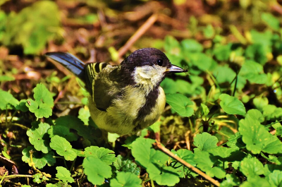 Small bird bill garden