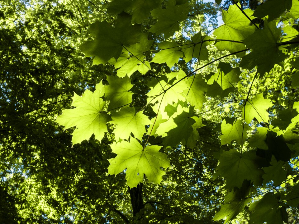 Green shadow play backlighting