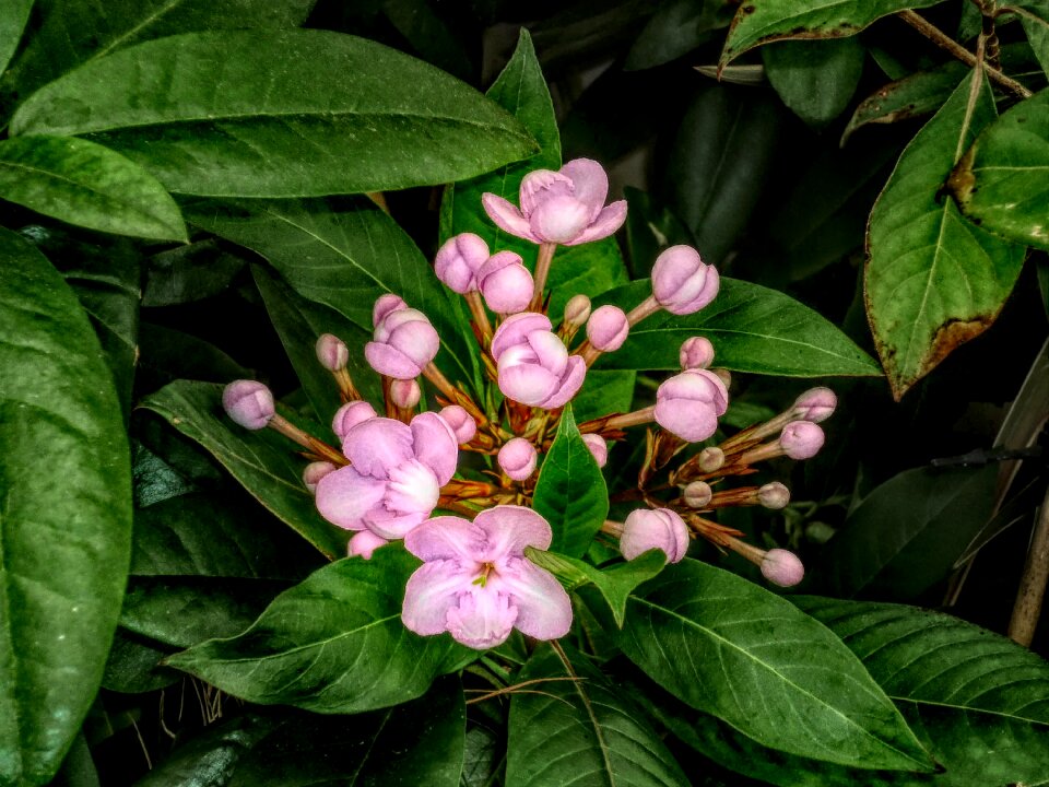 Leaves pink nature
