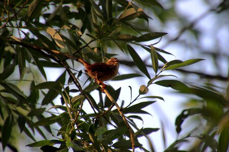 Bird morning singing