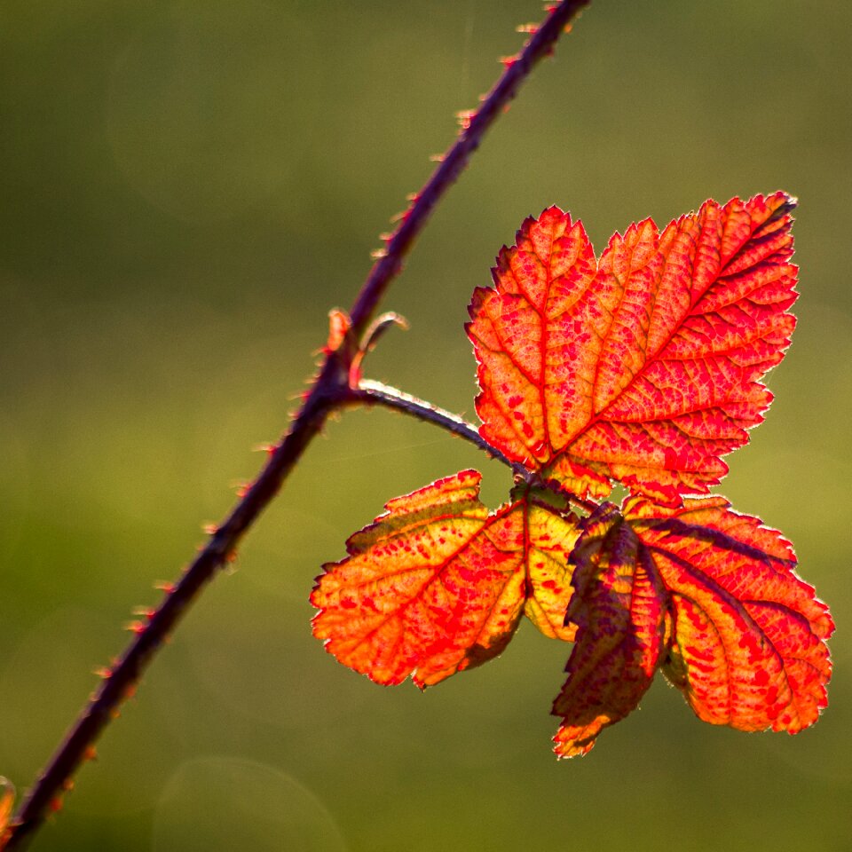 Fruit nature leaves