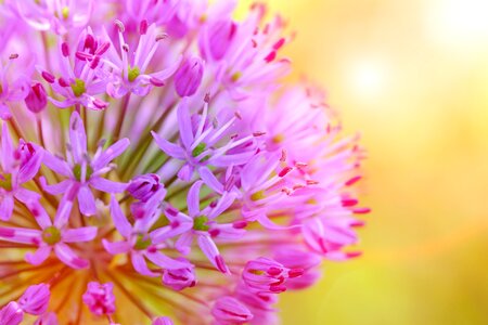 Ornamental onion onion plant leek flower photo