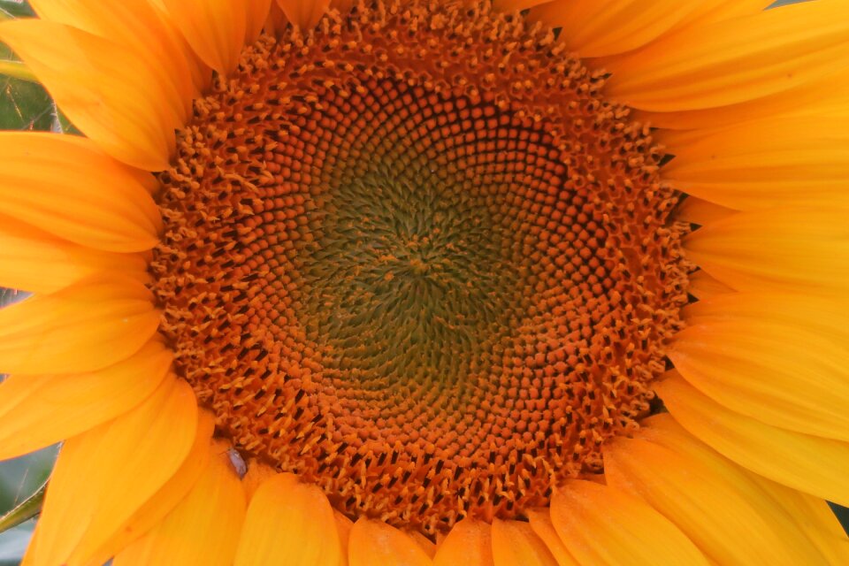 Flower yellow nature