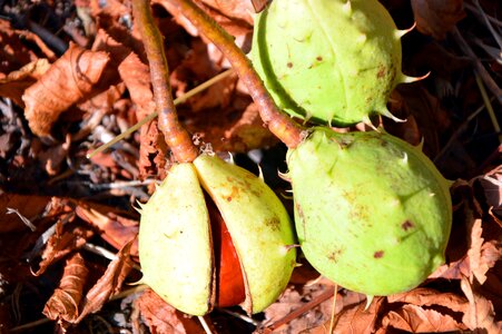 Prickly shell green