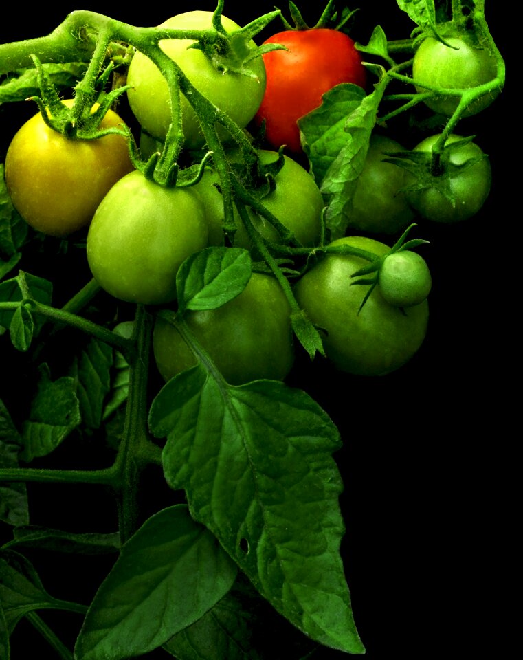 Tomato red on the branch bush