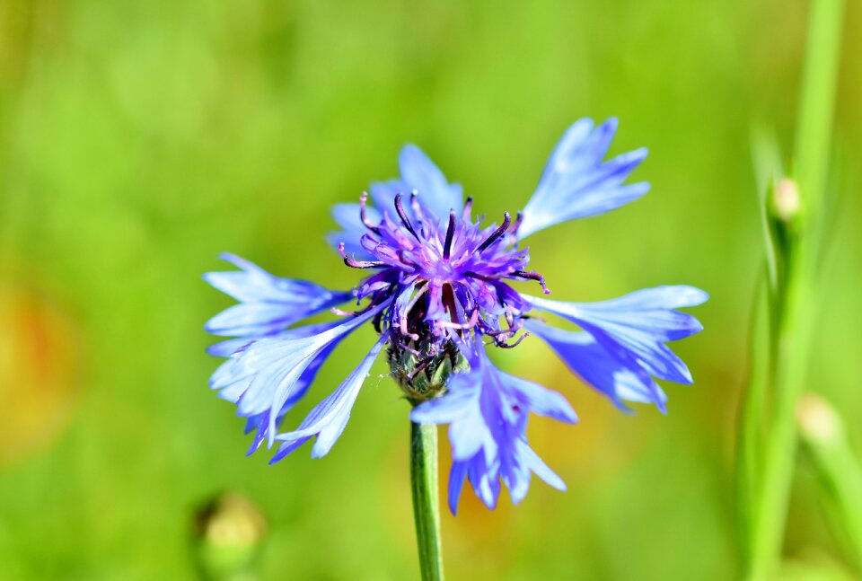 Bloom blue centaurea montana photo