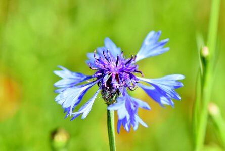 Bloom blue centaurea montana