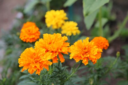 Yellow flowers yellow flowering