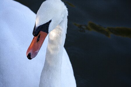 White nature water bird