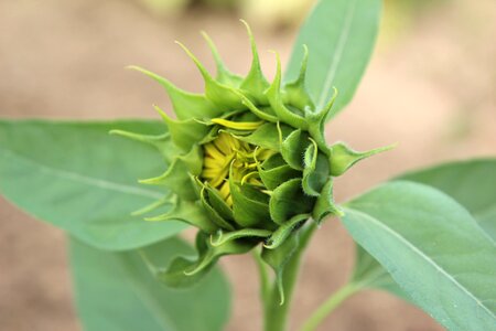 Sunflower button sunflower flower sunflower photo