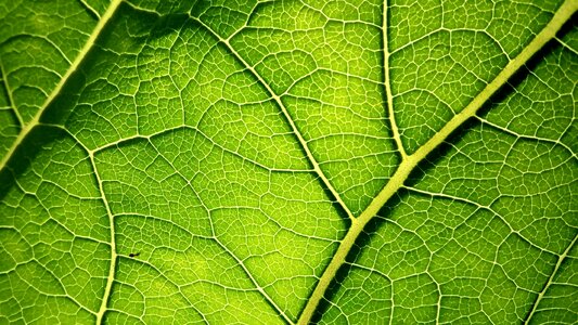 Letter nature wallpaper