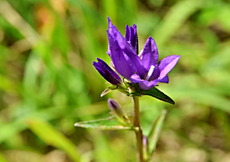 Summer nature close-up photo