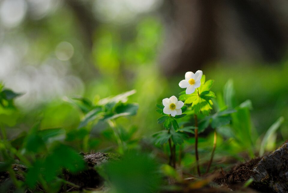 Wildflower flowers spring flowers