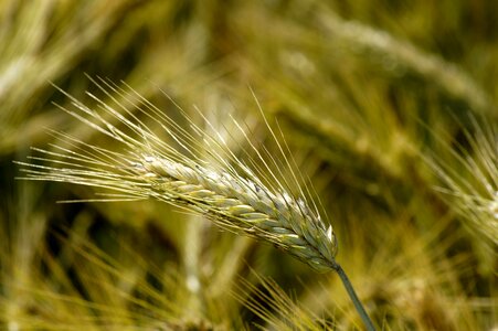 Nature growth food