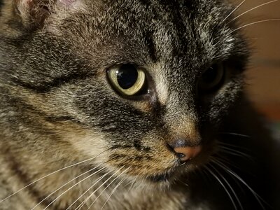 Fur portrait kitten