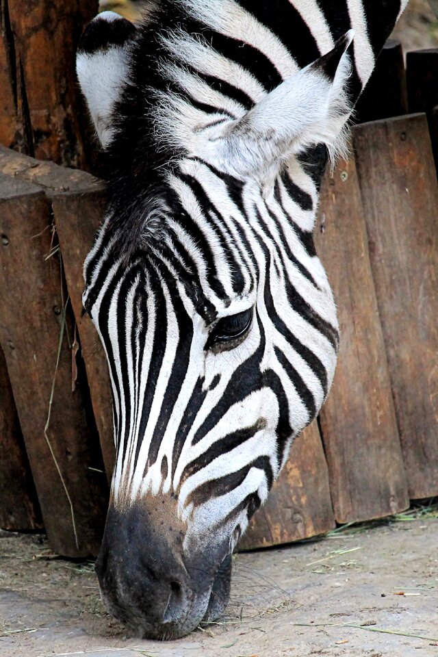 Animal striped mammal