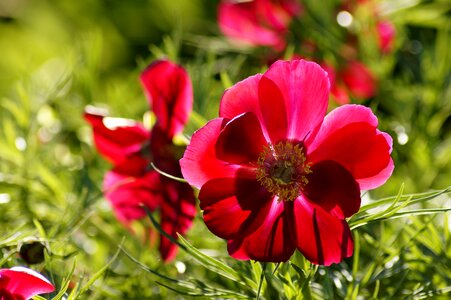 Flower red flower blossom photo