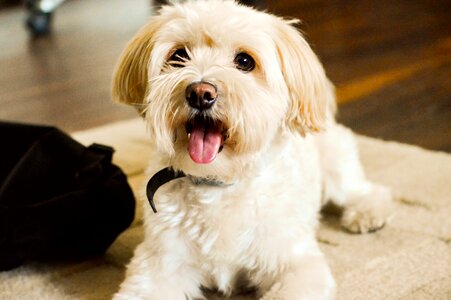 Portrait fur puppy