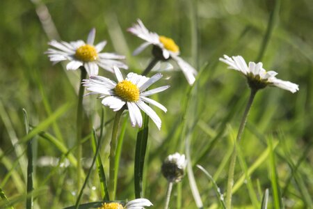 Summer flowers daisy photo