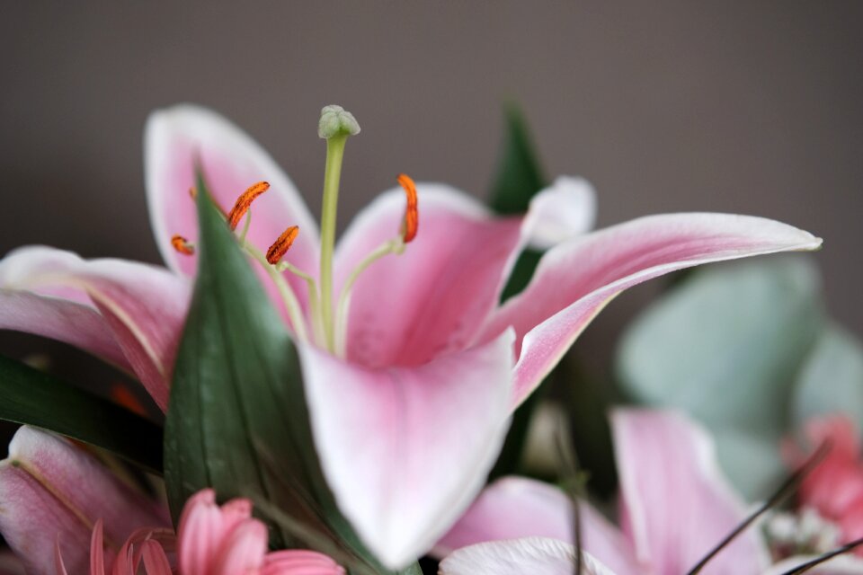 Lily flower detail photo