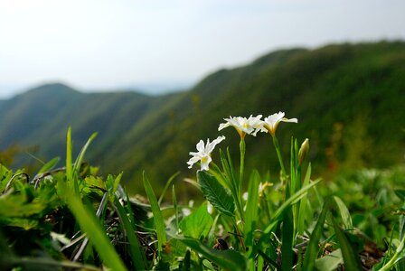 Gangwon do spring flowers spring