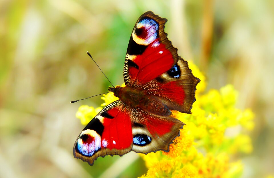 Flower apiformes animals
