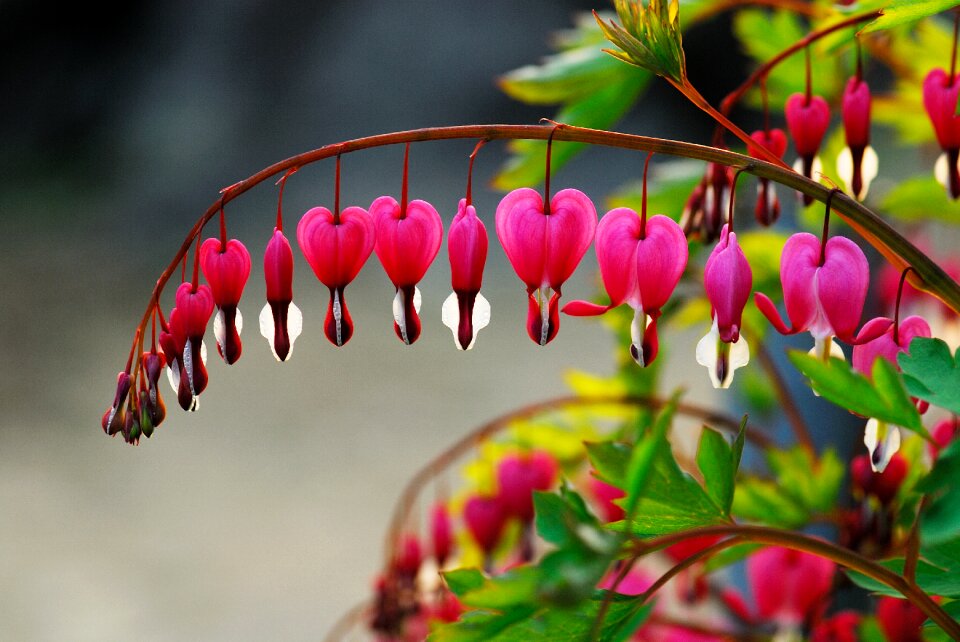 Wildflower spring flowers spring