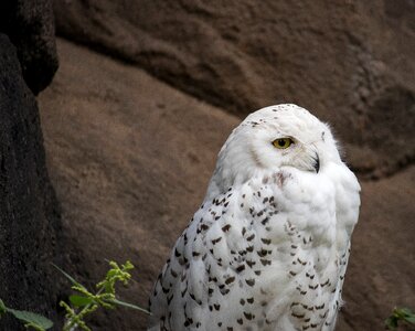 Animal animal world nature