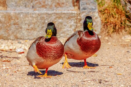 Drake poultry plumage photo