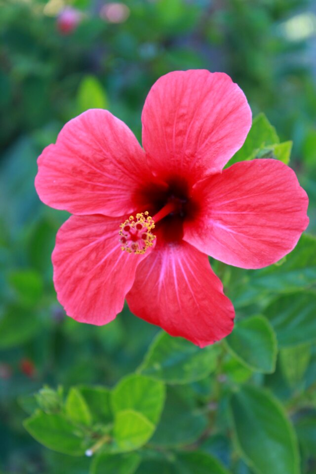 Flower plant nature