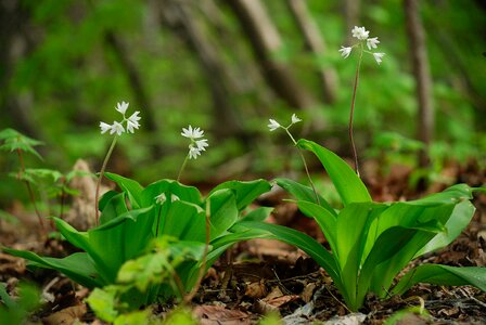 Wildflower spring flowers nature
