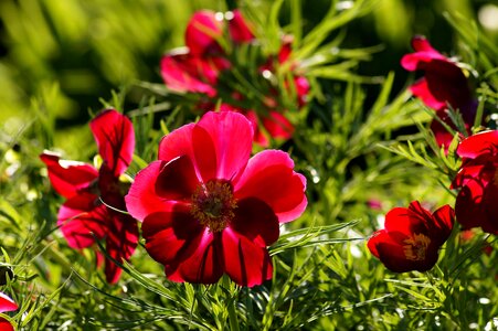 Flower red flower blossom photo