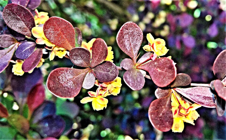 Branch red leaves small round flowers