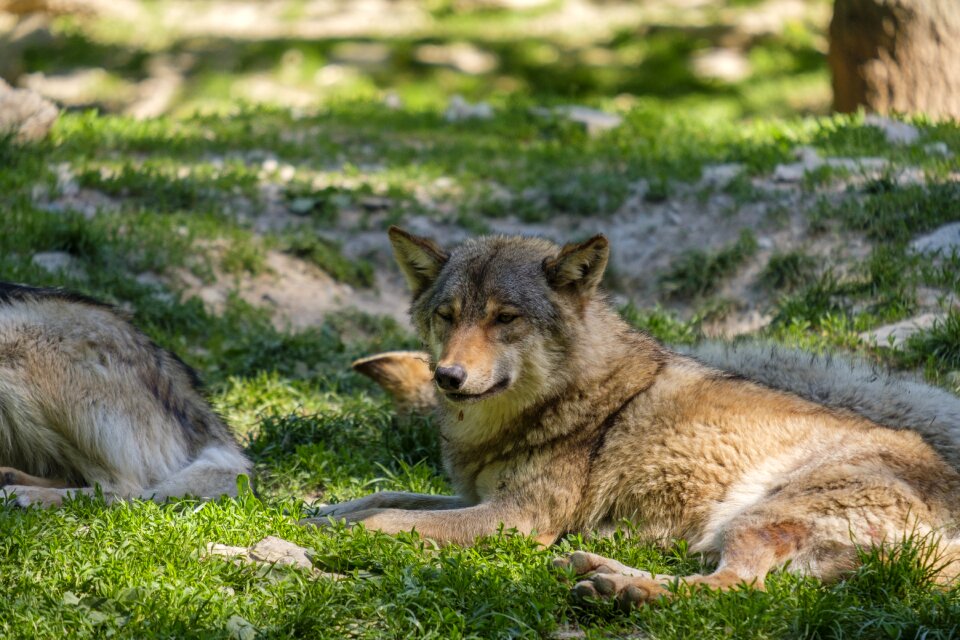 Pack animal european wolf carnivores