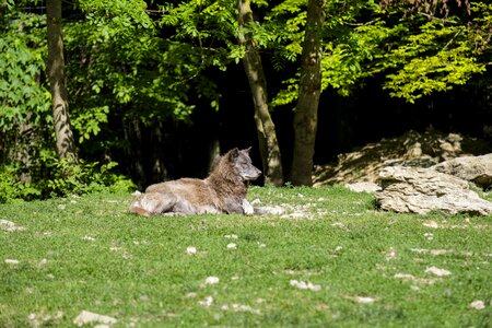 Pack animal european wolf carnivores photo