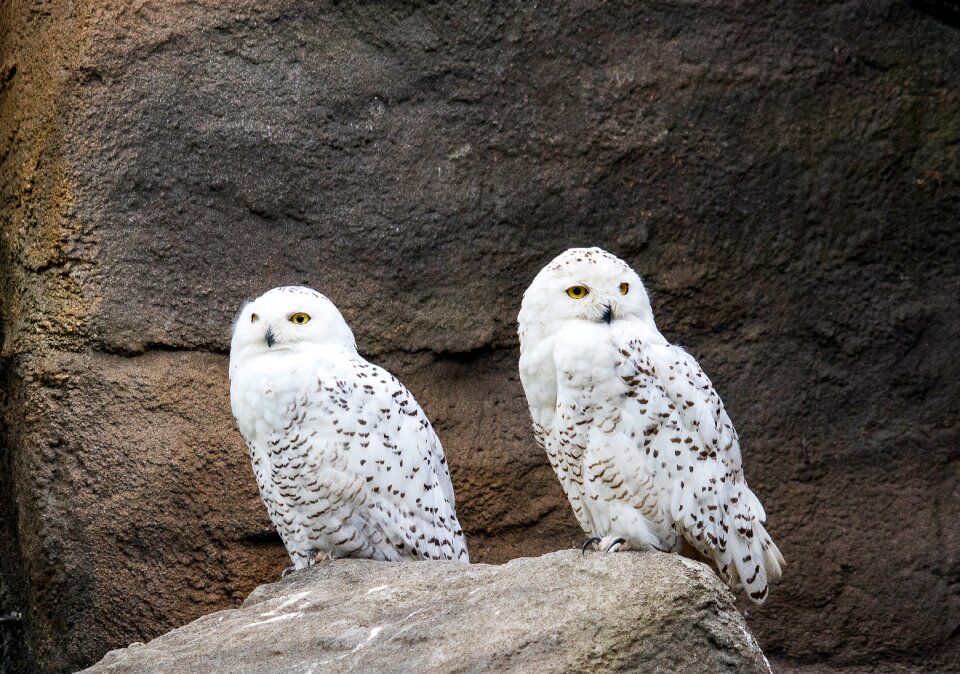 Animal animal world nature