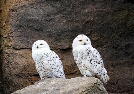Animal animal world nature
