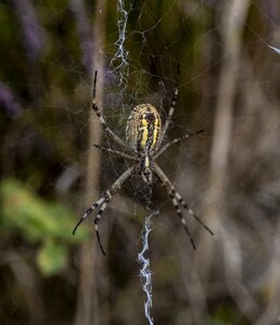 Nature web macro photo