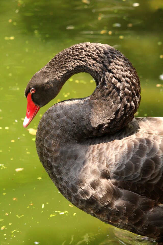 Nature swim wildlife