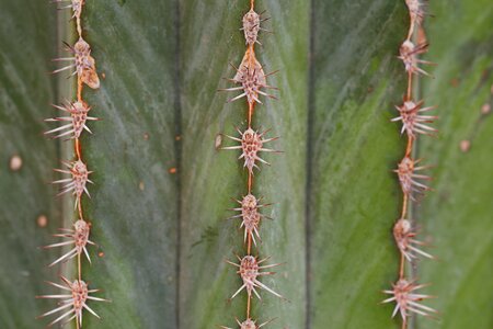 Sharp juice plant plant photo