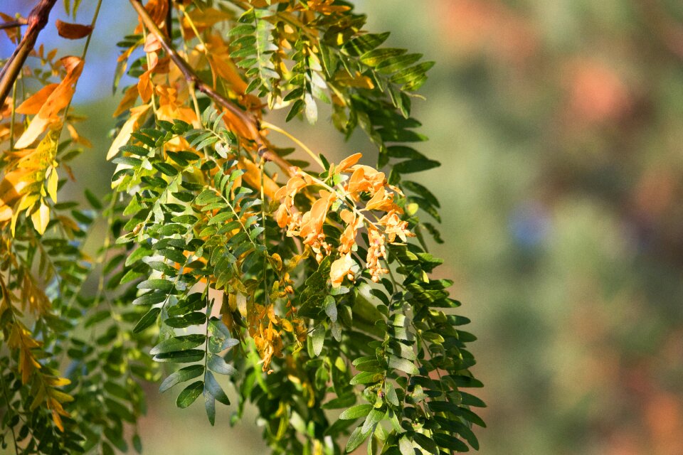 Yellow green tree
