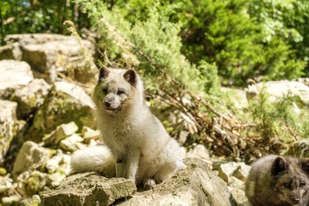 Vulpes wild animal predator