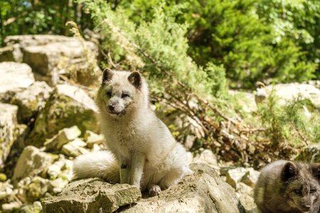 Vulpes wild animal predator photo