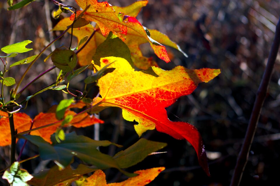 Color colorful nature
