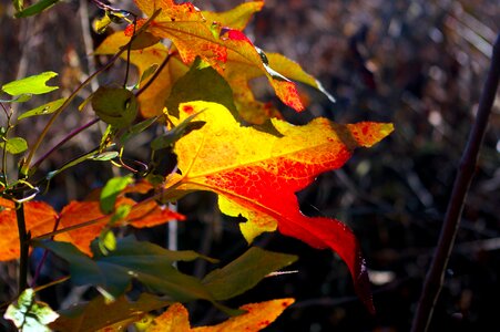 Color colorful nature