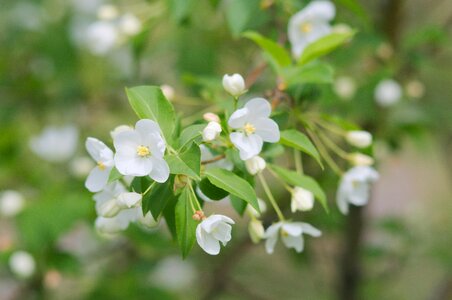 Fruit bloom spring photo