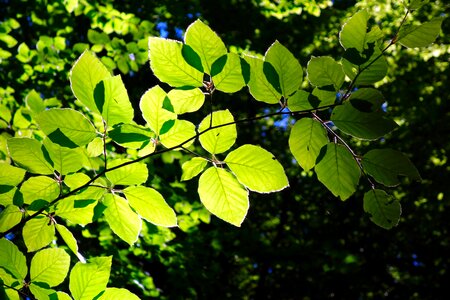 Nature plant tree photo