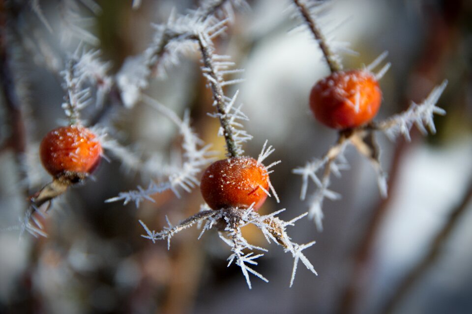 Rose hip berry nature