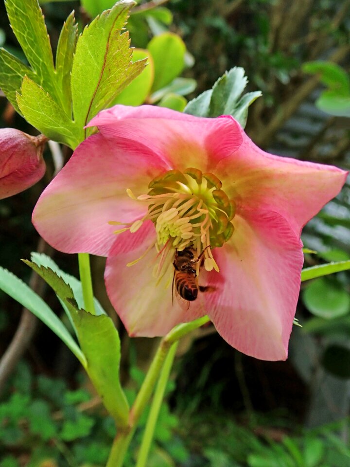Insect pollen nature